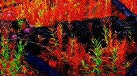 fireweed,kootenay,british columbia,canada