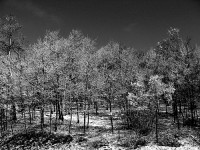 winter,trees,grande cache,alberta,canada