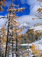 lake ohara,winter,yoho,british columbia,canada,trees