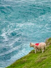 Ocean Lamb