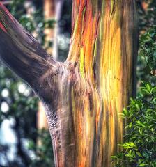 Eucalyptus