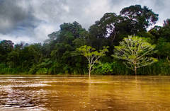 Rio Tambopata (Sold Out)